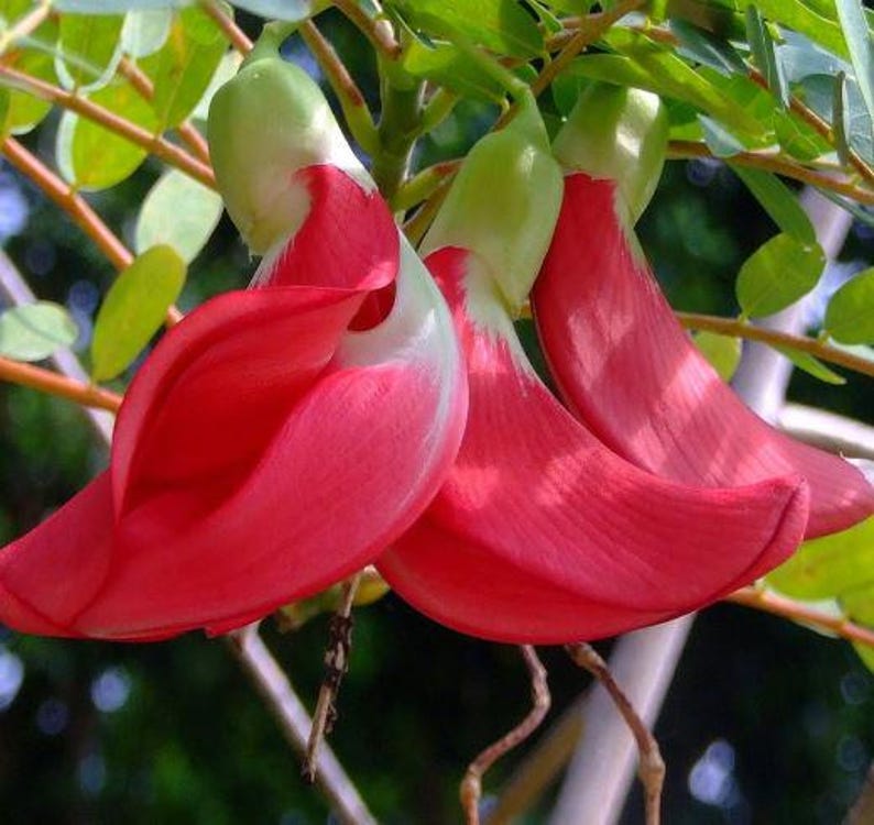 Hummingbird Tree Live Plant in Half Gallon Pot - Red Flowers, Attracts Hummingbirds & Pollinators - Sesbania grandiflora