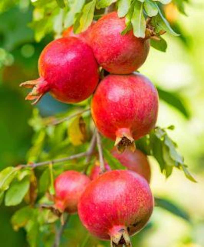 Pomegranate Plant - Medovyi Vasha 1 Gallon Pot, Cold Hardy, Sweet Fruit, Easy to Grow in Pots or Ground, Punica granatum