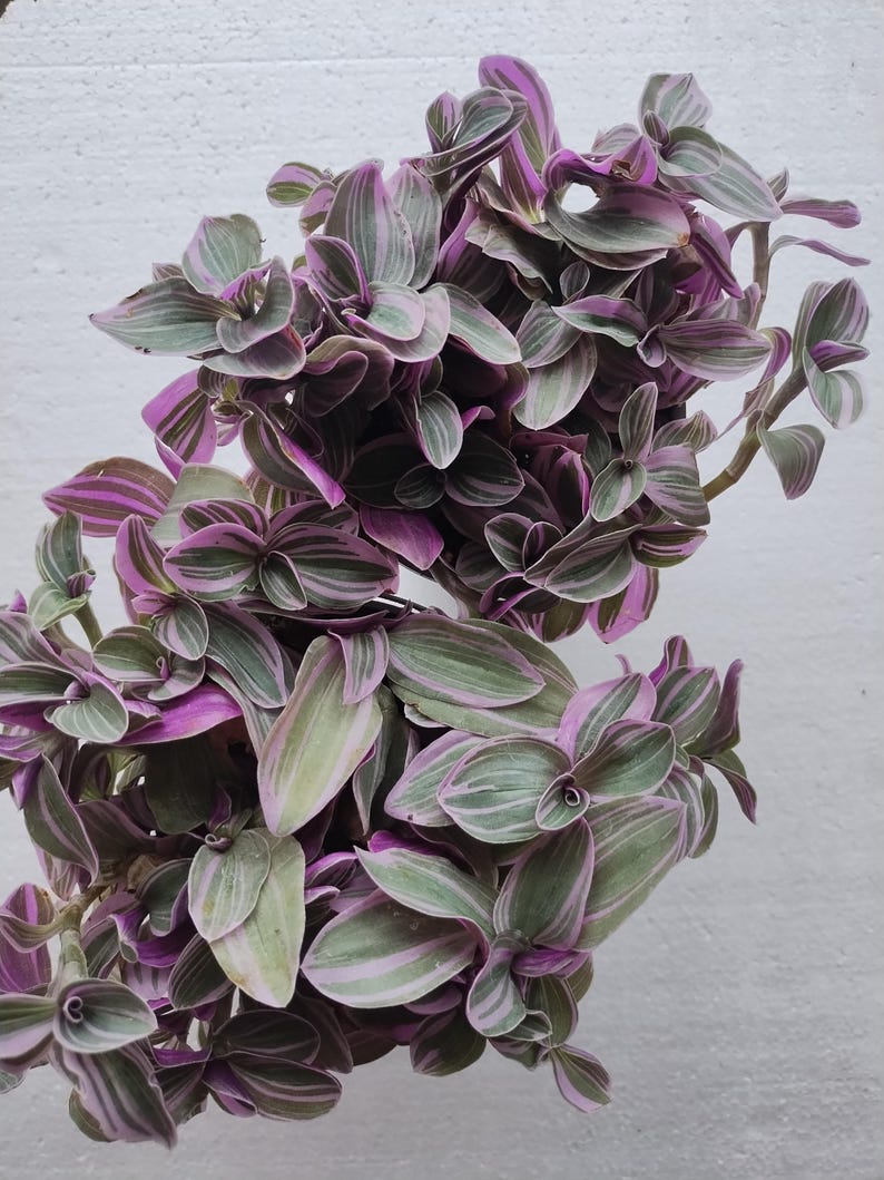 Feeling Flirty Tradescantia - Small Rooted Plant with Free Cutting | Easy Care Houseplant