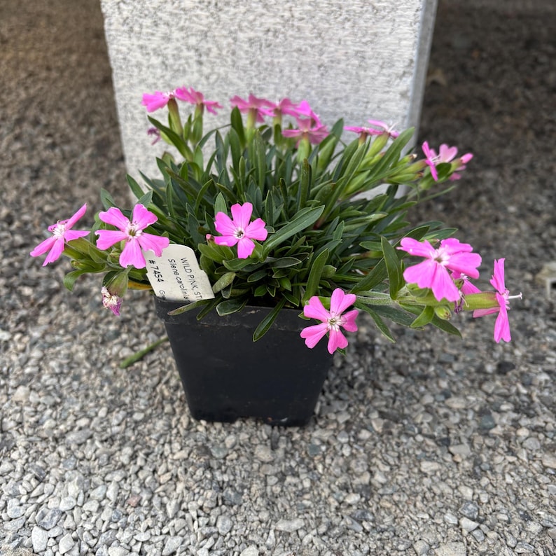 Wild Pink Live Plant in 3.5-Inch Pot - Silene caroliniana - Native North American Flower for Zones 5-8