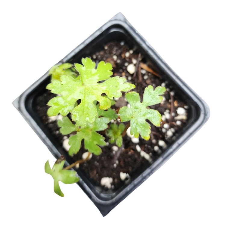 Virginia Waterleaf Plant 2.5-inch Pot | Hydrophyllum virginianum Native Pollinator-Friendly