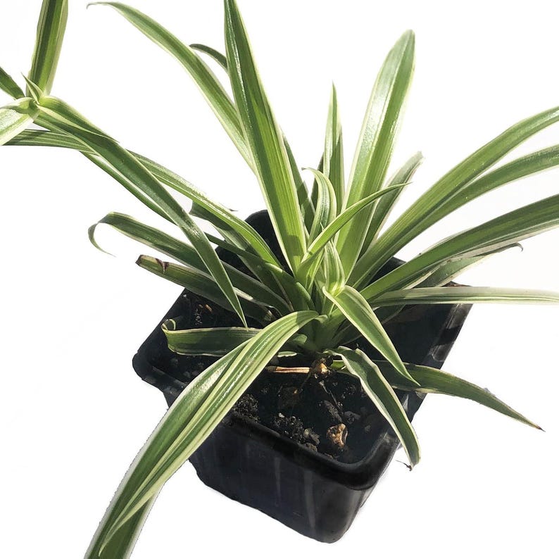 Organic Reverse Variegated Spider Plant 2.5-Inch Pot | Chlorophytum comosum Air-Purifying Houseplant