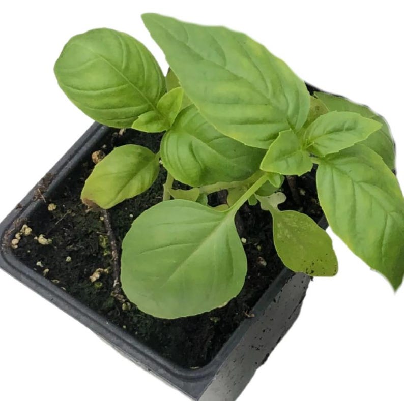 Italian Large Leaf Basil Plant in 2.5-Inch Pot | Organic Culinary Herb Ocimum basilicum