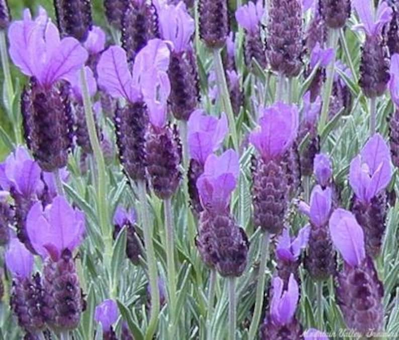 Spanish Lavender Plant in 6" Pot, Fragrant Lavandula stoechas Shrub for Gardens & Containers