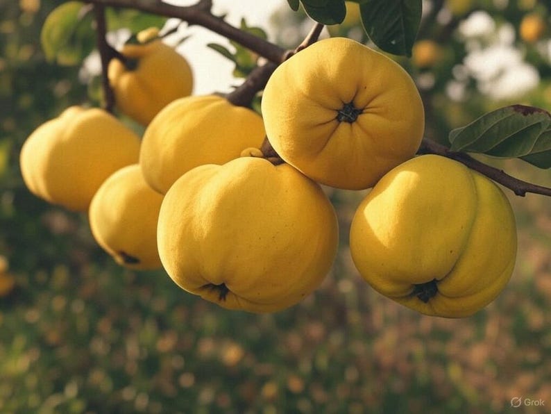 Lepage Quince Tree Live Plant 12-18 Inch Cydonia oblonga Heirloom Edible Fruit Hardy Garden Tree