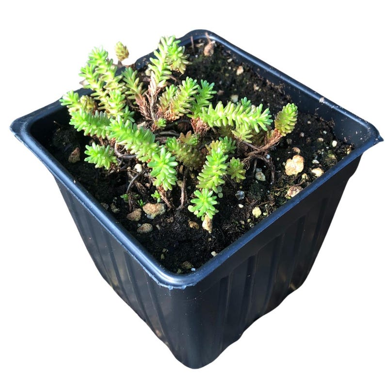 Tasteless Stonecrop Plant 2.5-inch Pot | Sedum sexangulare Groundcover