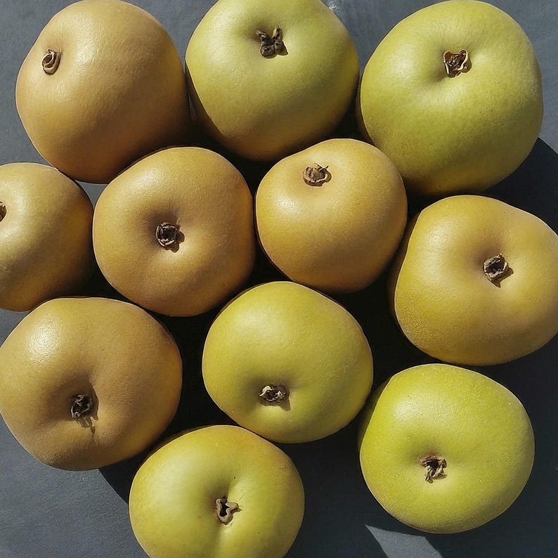 Ussurian Pear Tree Seedling 12-18" Hardy Edible Live Plant Pyrus ussuriensis Cold Tolerant