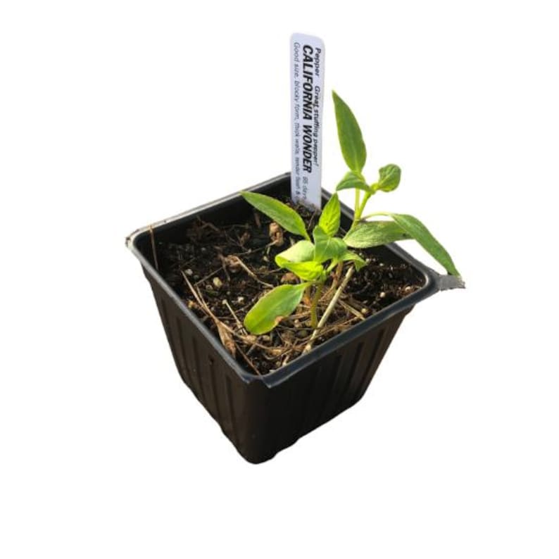 California Wonder Sweet Pepper Plant in 2.5-Inch Pot | Capsicum annuum Green & Red Bell Peppers