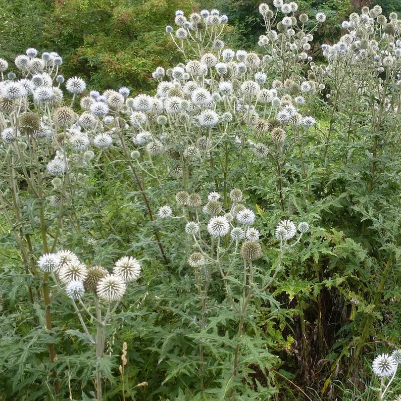 Coastal Joe Pye Weed 'Little Joe' Live Plant 4" Pot Eutrochium dubium Perennial for Zones 5-9