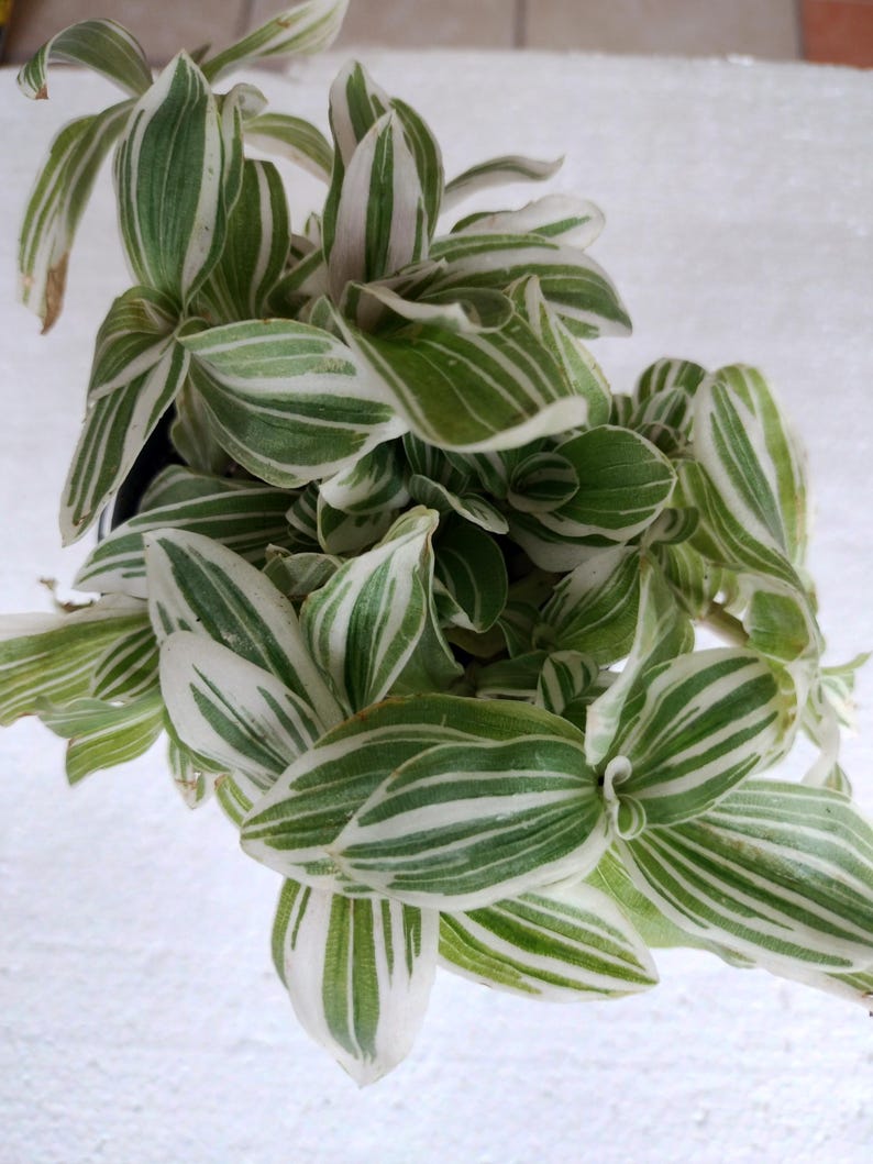 Feeling Sweet Tradescantia - Small Rooted Plant with Free Cutting - Easy to Grow, Low Maintenance