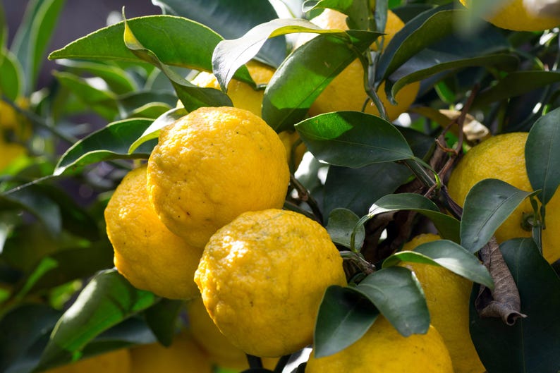 Yuzu Citrus Tree in 1/2 Gallon Pot - Citrus junos, Aromatic Fruit, Cold-Hardy