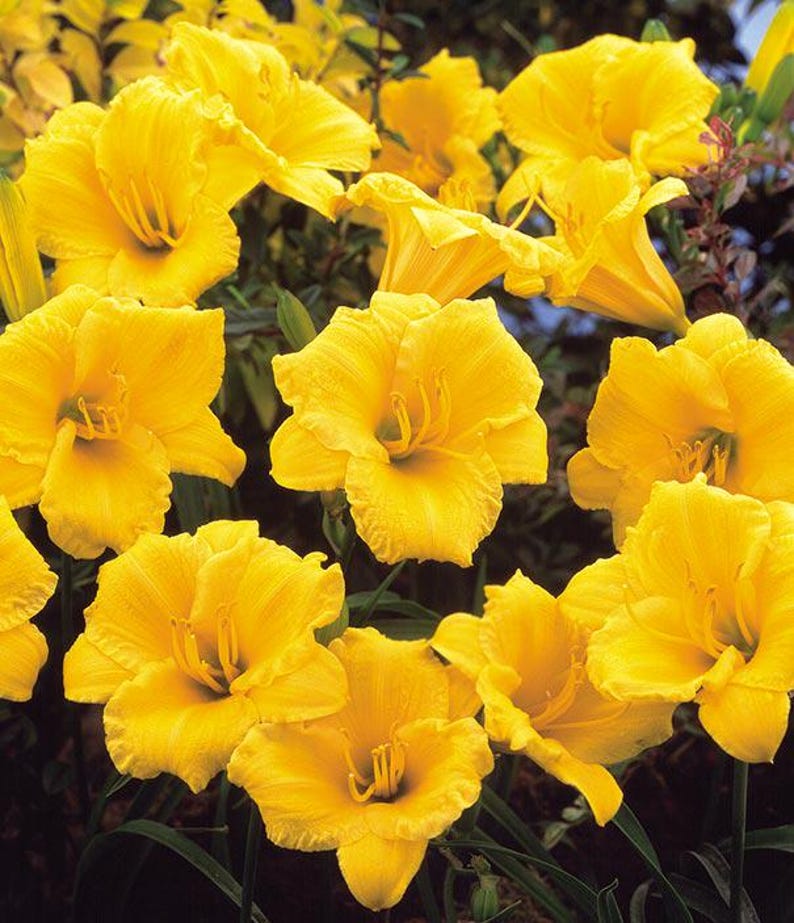 Daylily Plant Stella d'Oro | Hemerocallis 'Stella d'Oro' | Yellow Blooms Long Blooming Season