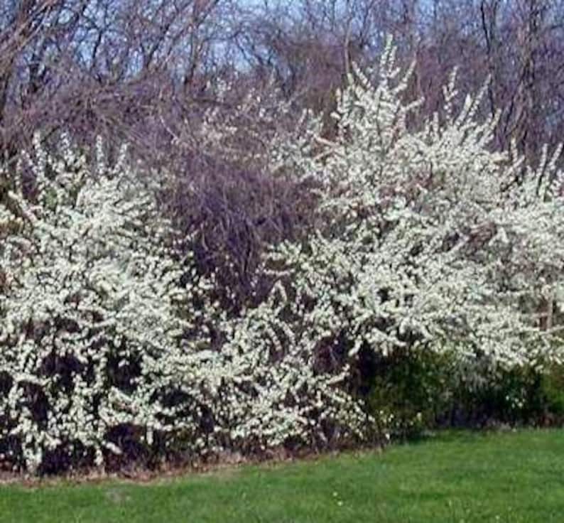 American Plum Tree Seedling 10-14" Prunus americana Native Bareroot for Landscaping & Wildlife Gardens