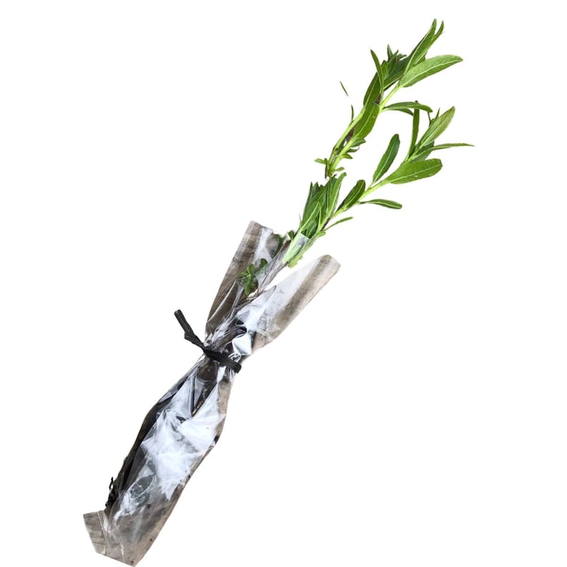 Black Willow Plant - 2.5-Inch Soil Plug - Native Salix nigra for Erosion Control & Wet Soils