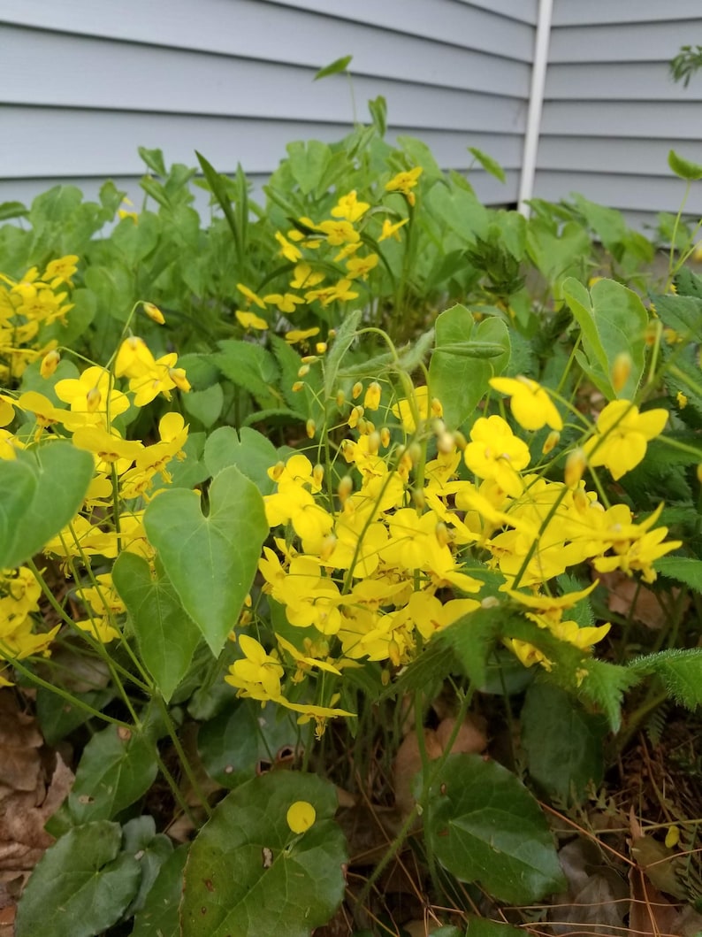 Yellow Barrenwort Groundcover Bareroot Plant Epimedium x versicolor for Shade to Part Sun