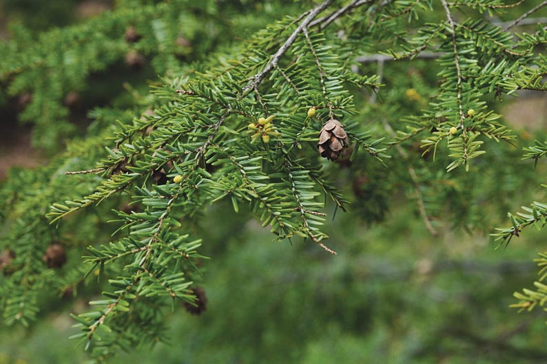 Eastern Hemlock Trees 3-Pack - Baby Trees 4-8 Inches - Native Tsuga canadensis for Landscaping and Garden