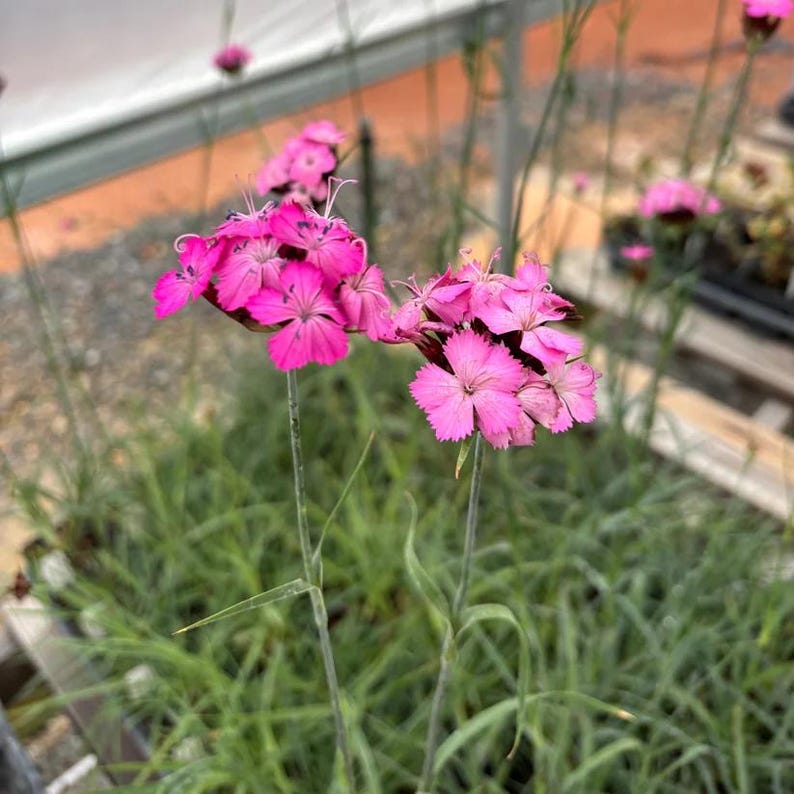 Carthusian Pink Live Plant in 3.5" Pot - Dianthus carthusianorum - Full Sun Perennial for Zones 5-9