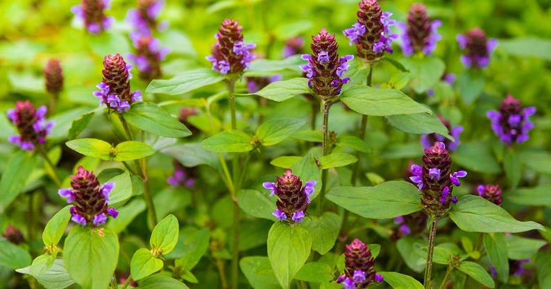Heal All Plant Bareroot Division - Prunella vulgaris Herbal Remedy for Natural Healing