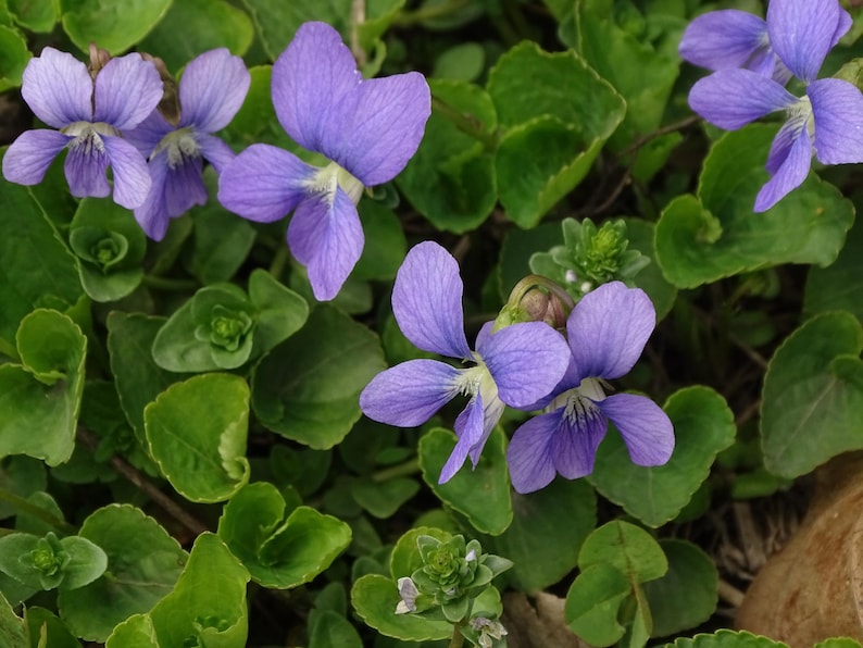 Common Blue Violet Plants - 20 Bare Root Rhizomes Viola sororia Wild Violet for Gardens & Landscaping