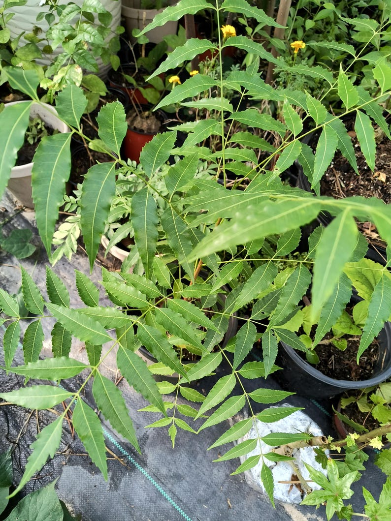 Organic Indian Neem Tree - 18-22 Inch in One-Gallon Pot Azadirachta indica for Patio Growing