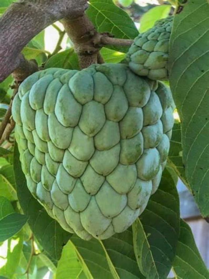 Atemoya Gefner Tree 3 Gallon Grafted Annona Hybrid for Tropical Gardens
