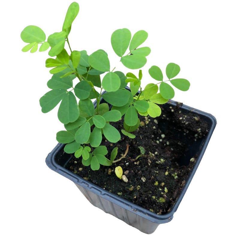 Wild Senna Plant 2.5-inch Organic Seedling - Senna hebecarpa - Native Pollinator Garden Plant