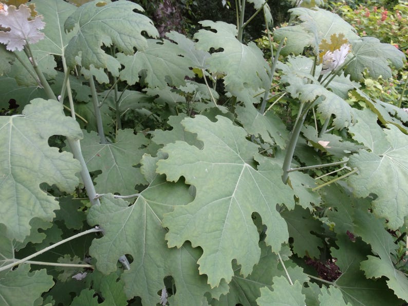 Plume Poppy Bare Root Plant - Macleaya cordata - Perennial with Striking Foliage & Flowers - Zones 3-9