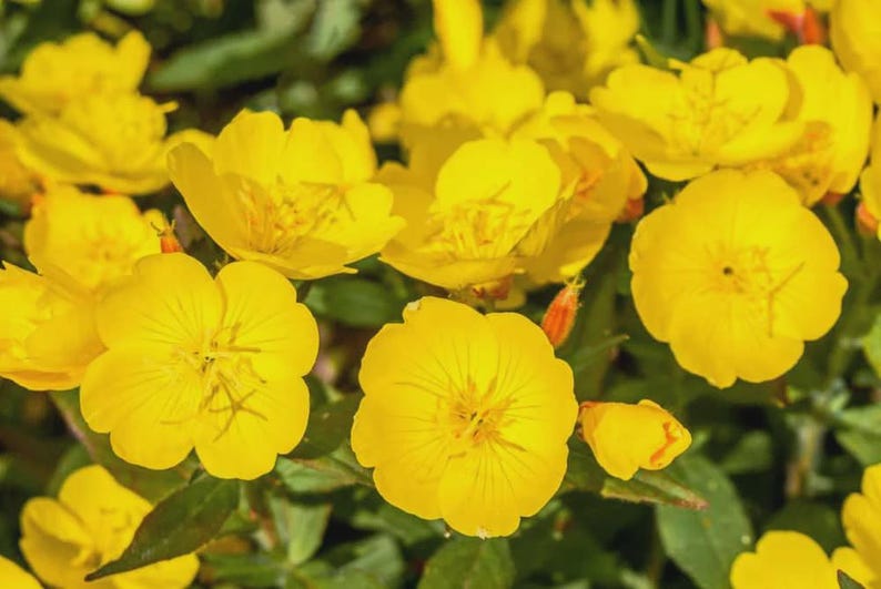 Yellow Primrose Live Bareroot Clump - Primula vulgaris Perennial for Full Sun, Zones 4-9