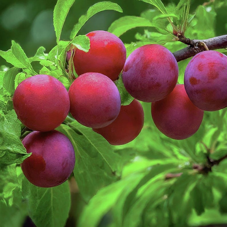 American Plum Seedling Live Plant - 8-14 Inches Prunus americana Native Fruit Tree