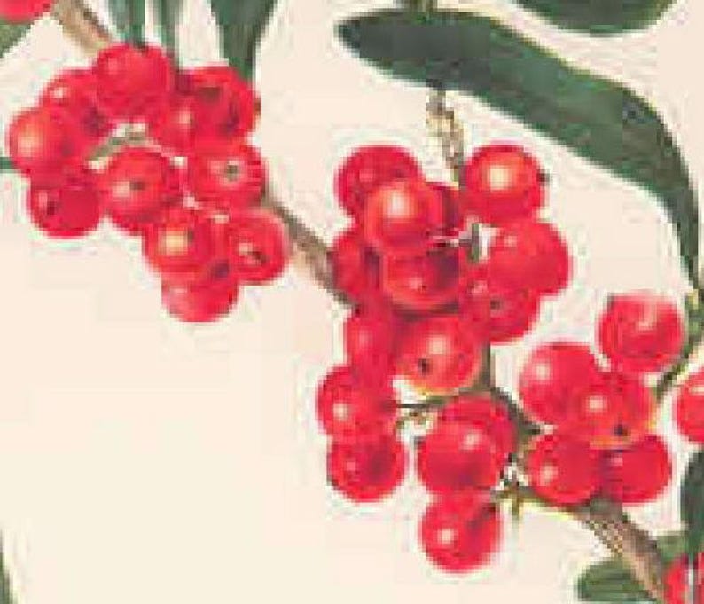 Buffalo Berry Live Plant 6-12 Inch Edible Berry Bush Shepherdia argentea Hardy Shrub for Wildlife