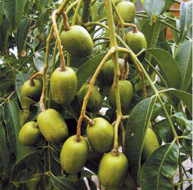 Organic Dwarf June Plum Plant in Pot | Spondias mombin | Fruiting Tree, Easy to Grow, Compact, Air Layered
