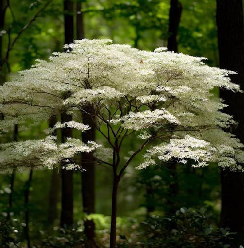 Silky Dogwood Tree - Cornus amomum - Up to 4 ft Tall - Hardy Landscape Plant with Shipping Included