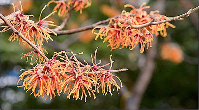 Well-Rooted Witch Hazel Plants - Hamamelis virginiana with Shipping Included