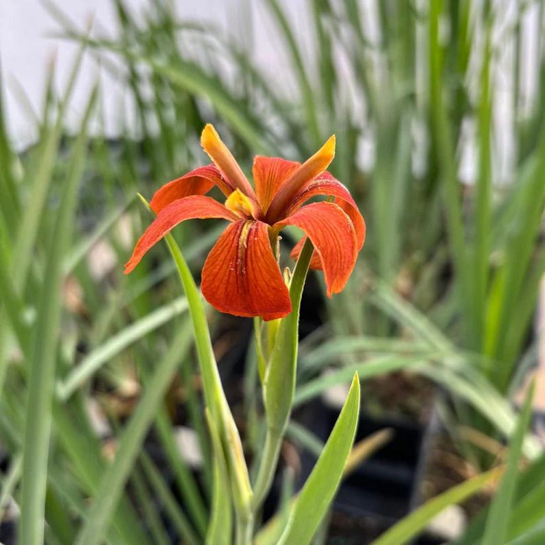 Copper Iris Live Plant in 4" Pot - Iris fulva Native North American Perennial for Full Sun to Part Shade