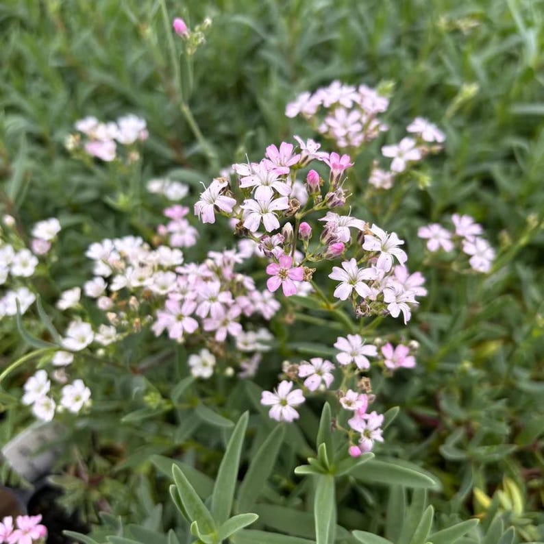 Red Catchfly Live Plant 4" Pot Silene dioica 'Clifford Moor' Full Sun Part Shade Zones 5-8