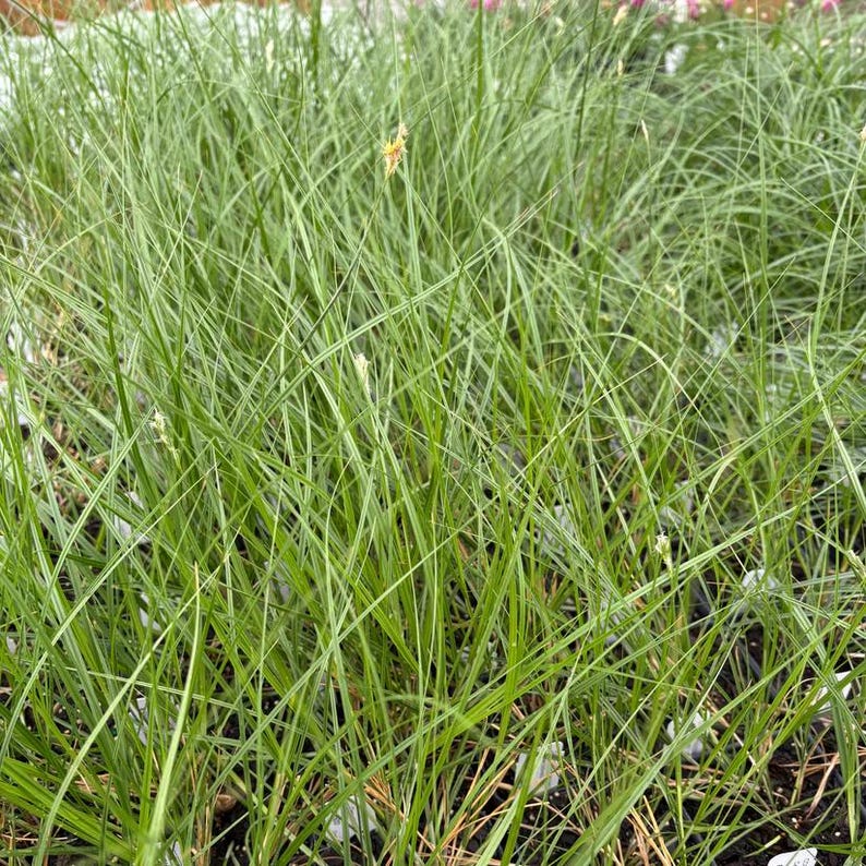 Bicknell's Sedge Live Plant 3.5" Pot - Carex bicknellii Native Eastern North America