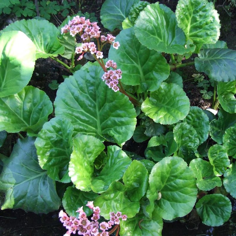 Pigsqueak Bergenia cordifolia Perennial Live Plant 3.5" Pot for Shade Zones 3-8
