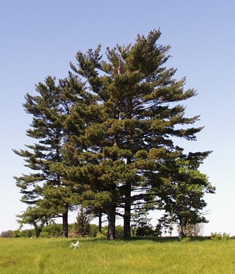 Eastern White Pine Trees - Bare Root 3 Pack - Pinus strobus - 8-18 Inches Tall Native Evergreen for Landscaping & Reforestation