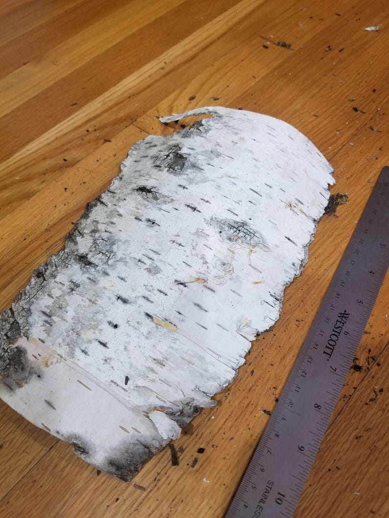 Birch Bark Pieces - Natural Thick Stiff Bark for Crafts & Decor - Betula spp. Sustainable Harvested Forest Material