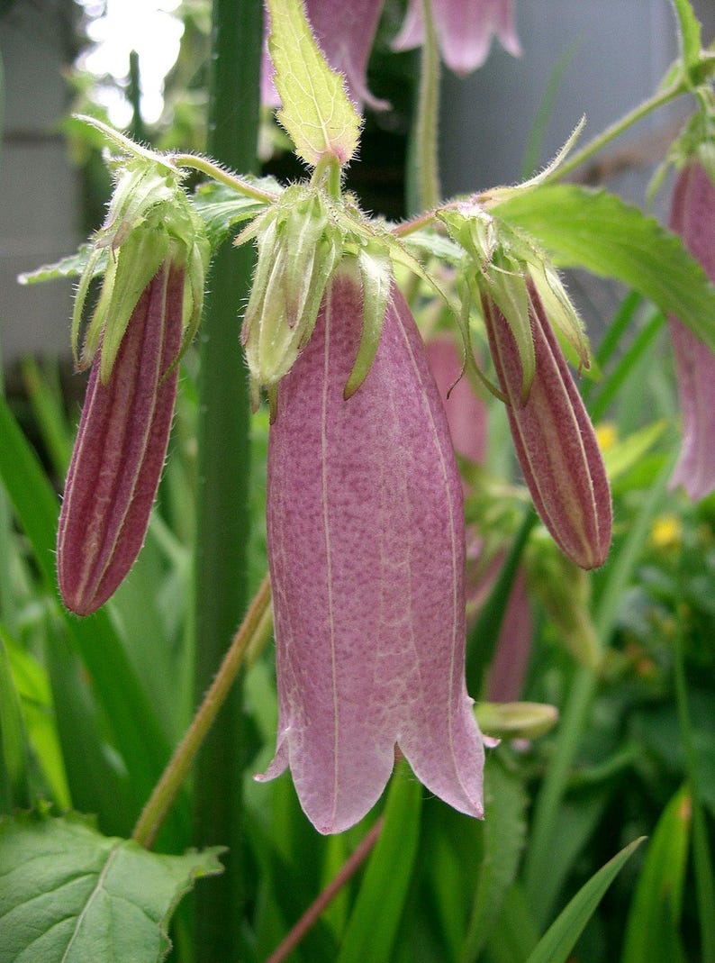 Campanula Punctata Starter Clump - Hardy Perennial for Zones 3-9, Full Sun, Bareroot Plant