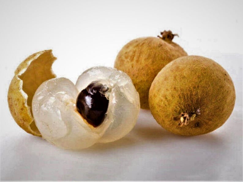 Biew Kiew Longan Tree - 2 Feet Live Plant in 3-Gallon Pot - Tropical Fruit Tree - Dimocarpus longan 'Biew Kiew'