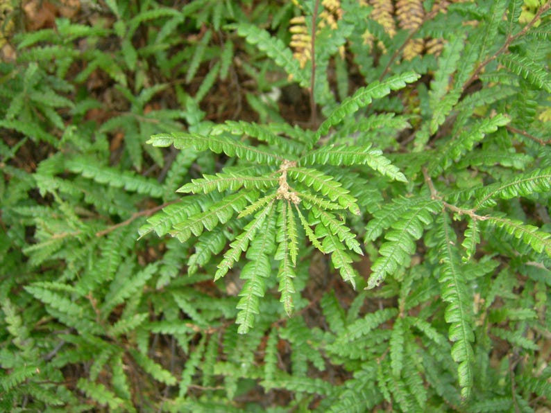 Sweetfern Plants Bareroot Starts – Native Aromatic Shrub for Dry Sunny Areas – Comptonia peregrina