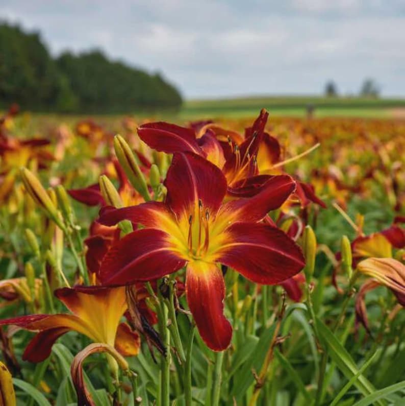 Ruby Spider Daylily Crown - 9 Inch Blooms, Hemerocallis 'Ruby Spider' Bareroot Plant for Garden Beds and Borders