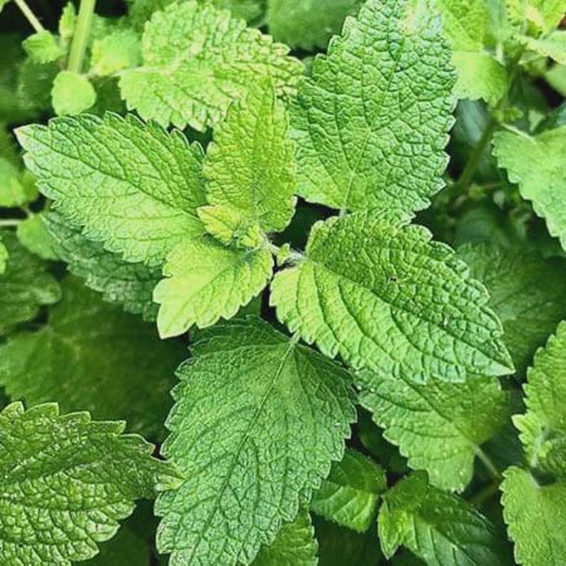 Lemon Balm Starter Plant - Potted Herb Melissa officinalis - Lemon-Scented, Culinary & Tea Herb