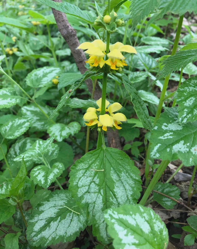Lamium Galeobdolon Bare Root Plant - Yellow Archangel Ground Cover, Perennial, Shade Tolerant, Pollinator Attracting