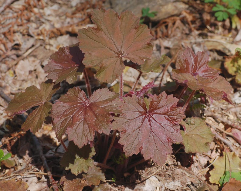 Heuchera Villosa Coral Bells - Red Foliage, Mixed Cultivars - 1 Bare Root Plant for Shade Gardens