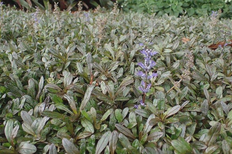 Ajuga Chocolate Chip Bare Root Clump - Ground Cover Plant with Blue Flowers - Ajuga reptans for Shade & Erosion Control