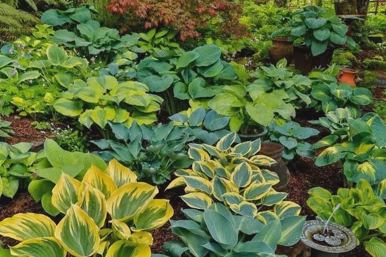 Hostas Bareroot Plants 3 Pack - Mixed Varieties for Shade Gardens - Hardy Perennials - Hosta spp.