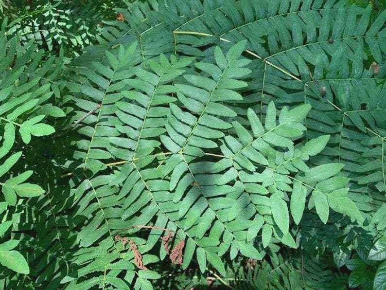 Royal Fern Live Plant Bareroot Osmunda regalis for Shade Gardens, Moist Soils, Native Fern