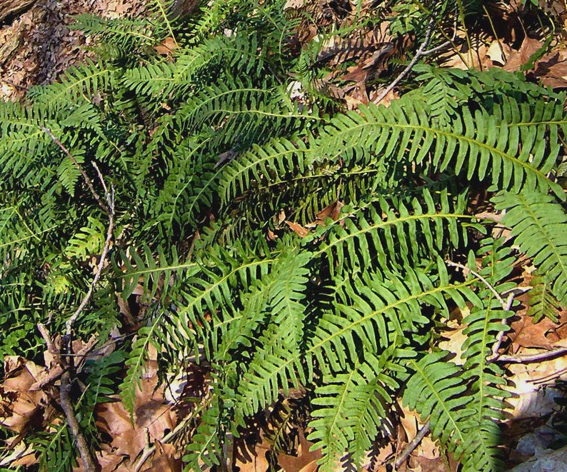Rock Polypody Fern Division – Native Shade Fern for Rock Gardens – Polypodium virginianum, Low-Maintenance, Ground Cover